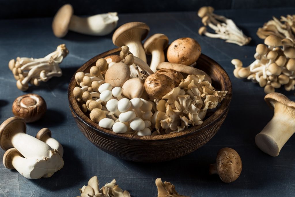 A selection of edible gourmet mushrooms
