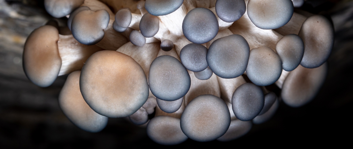 https://grocycle.com/wp-content/uploads/2022/02/How-long-does-it-take-mushrooms-to-grow-cover-pic.jpg