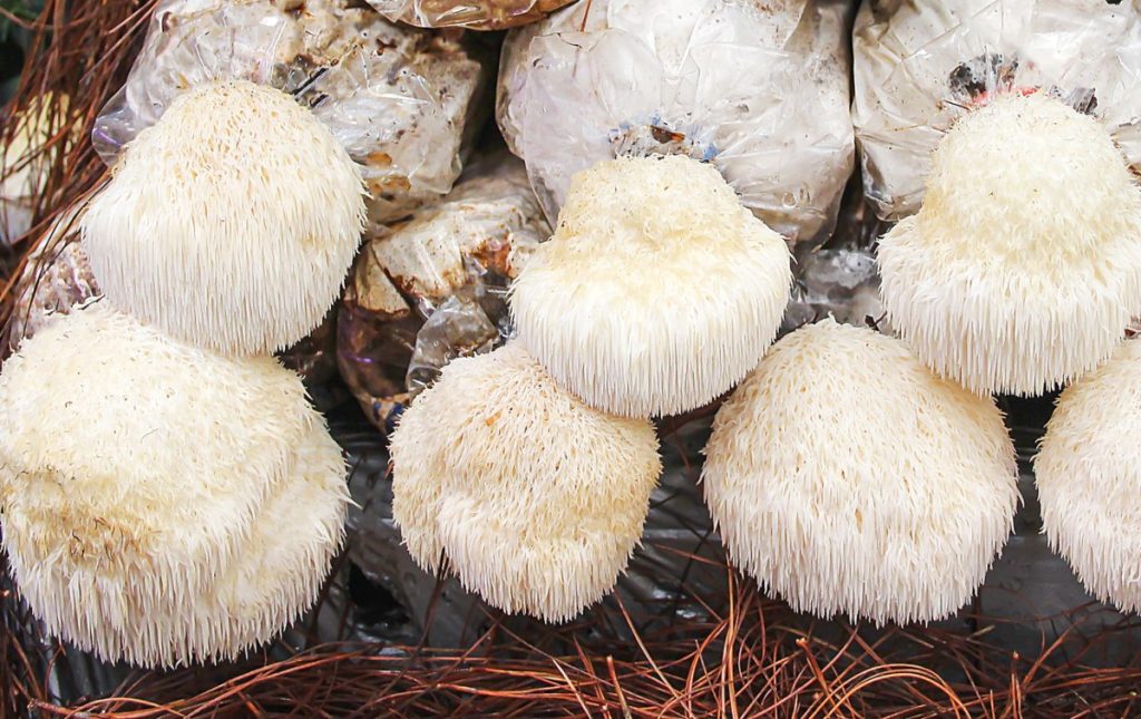 Lion's mane mushrooms growing in bags