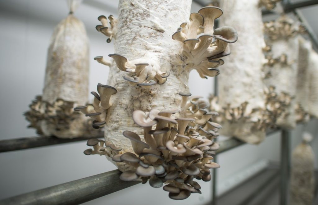Oyster mushrooms growing in bags 