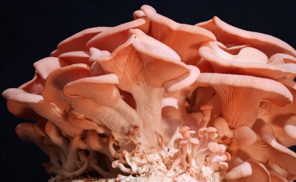 Close up of pink oyster mushrooms