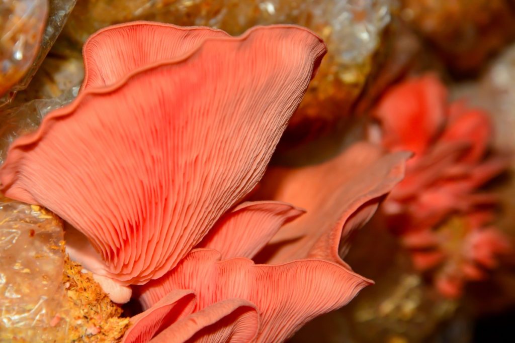 Pink oyster mushrooms growing in bags of sawdust.