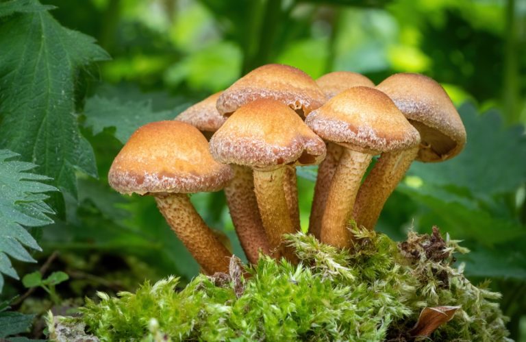 Guide to Chestnut Mushrooms (Pholiota adiposa): How to Grow & Cook Them ...