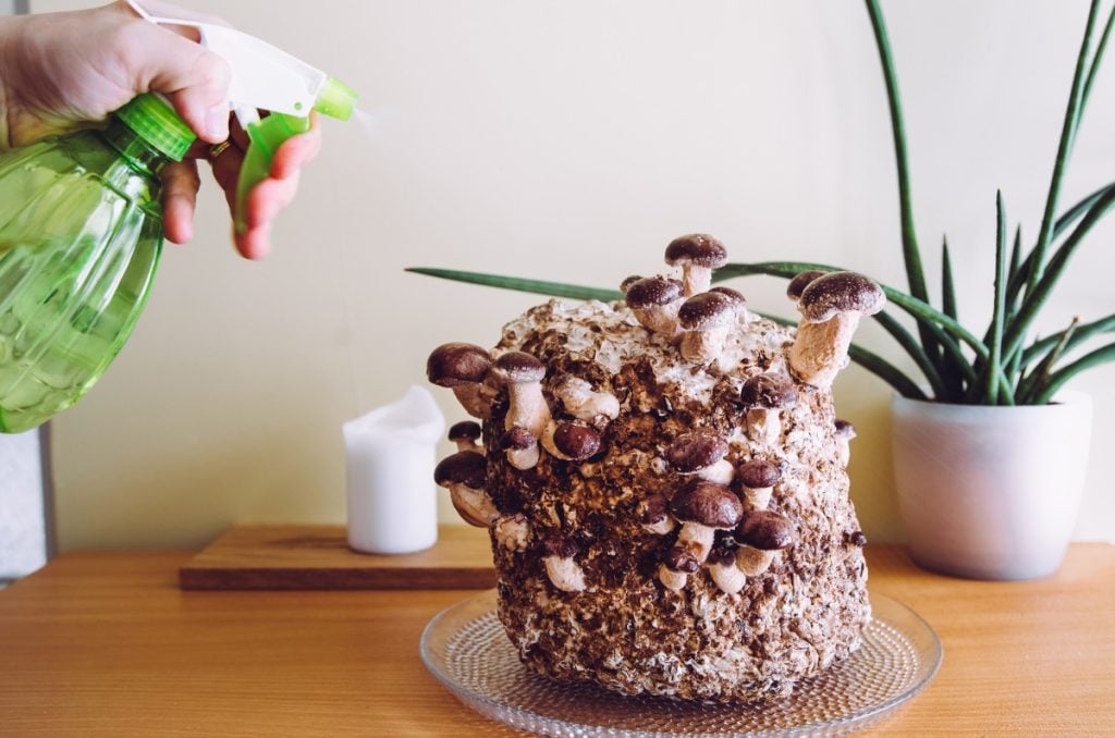 Spraying shiitake mushrooms growing indoors to keep the humidity levels up.