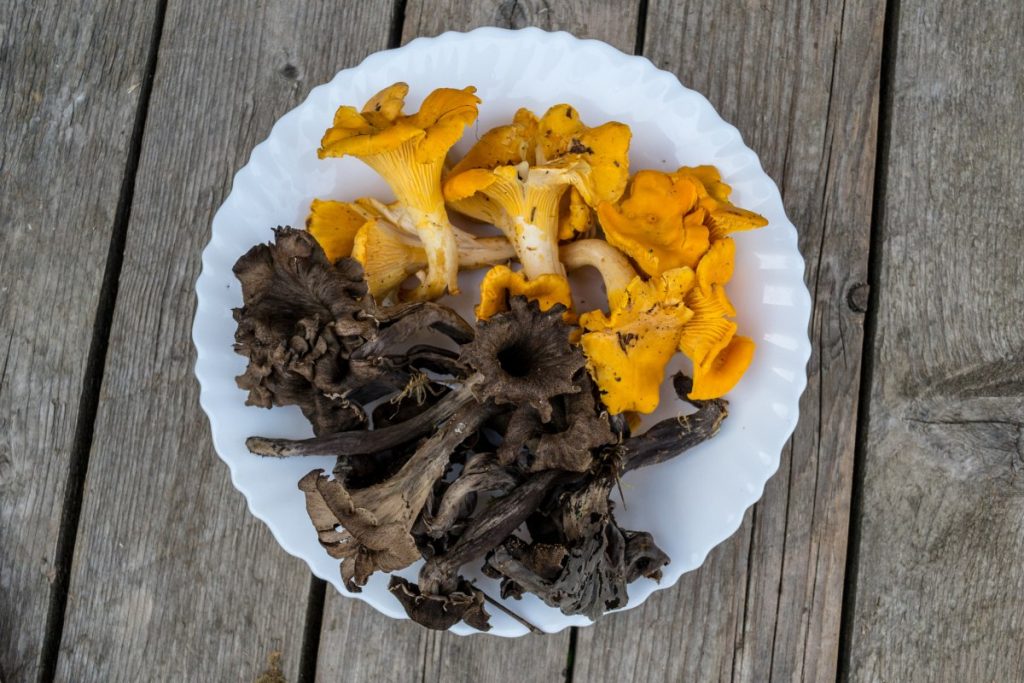 Black trumpet and golden chanterelle mushrooms on a plate.