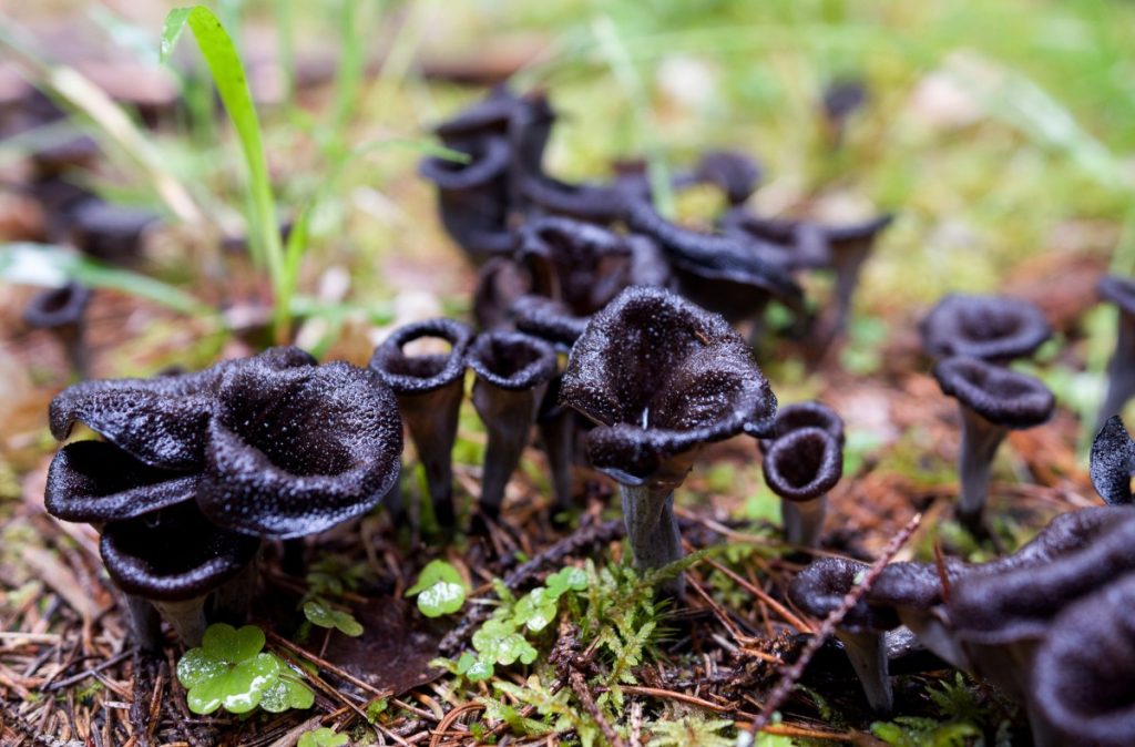 Wild black trumpet mushrooms growing in a forest.