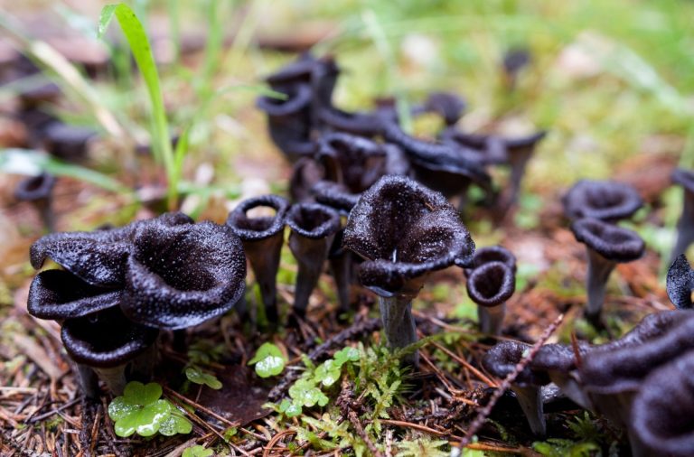 the-complete-guide-to-black-trumpet-mushrooms-grocycle