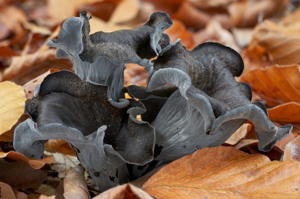 Black trumpet mushroom growing in a beech forest.