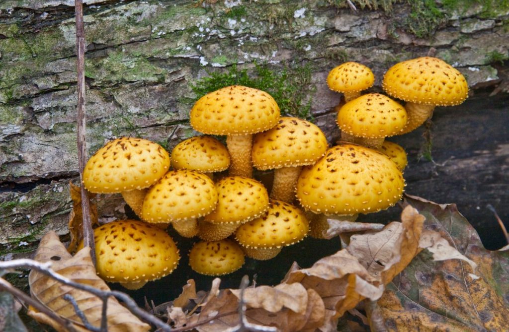 Saprotrophic chestnut mushrooms growing on a log.