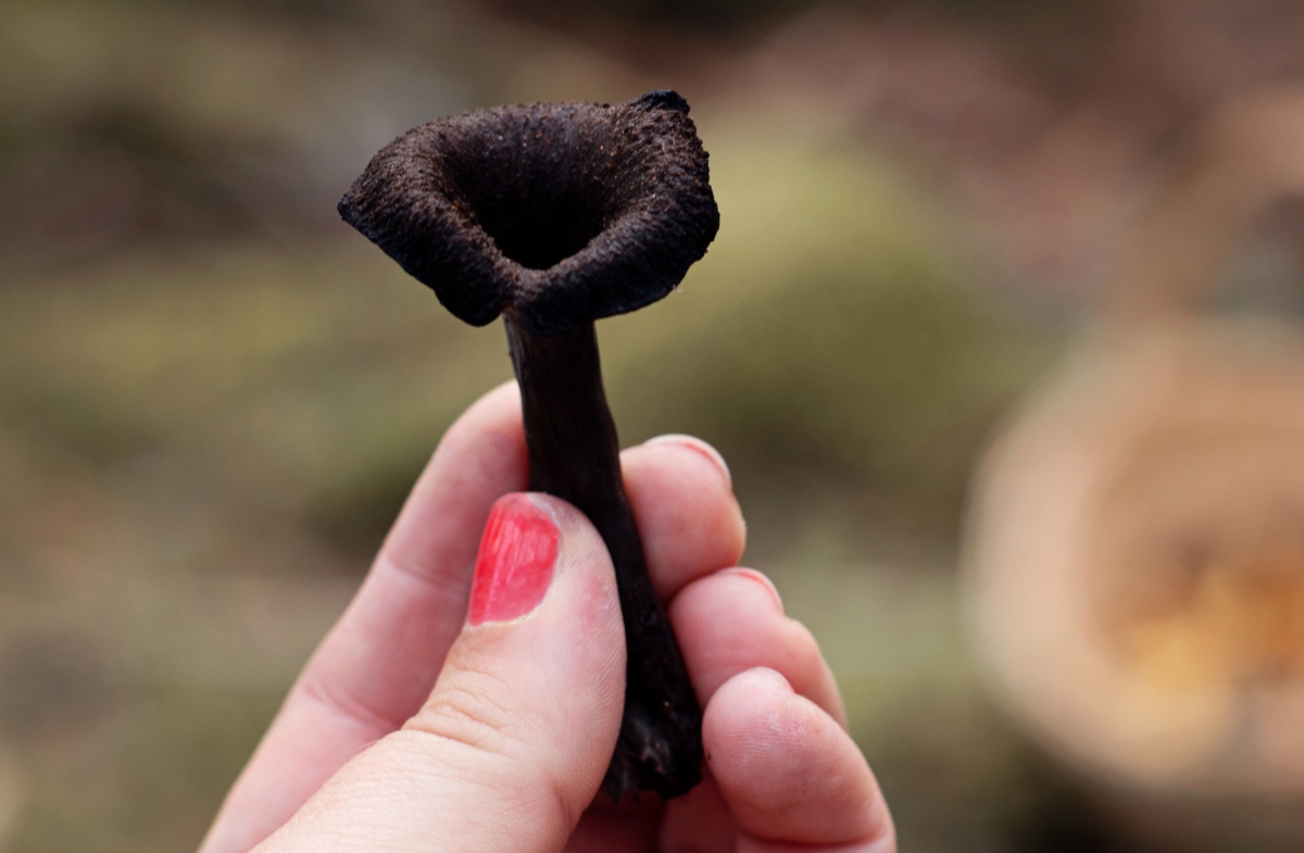 the-complete-guide-to-black-trumpet-mushrooms-grocycle