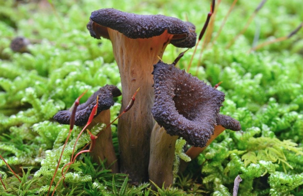 Close up of black trumpet mushrooms growing in moss