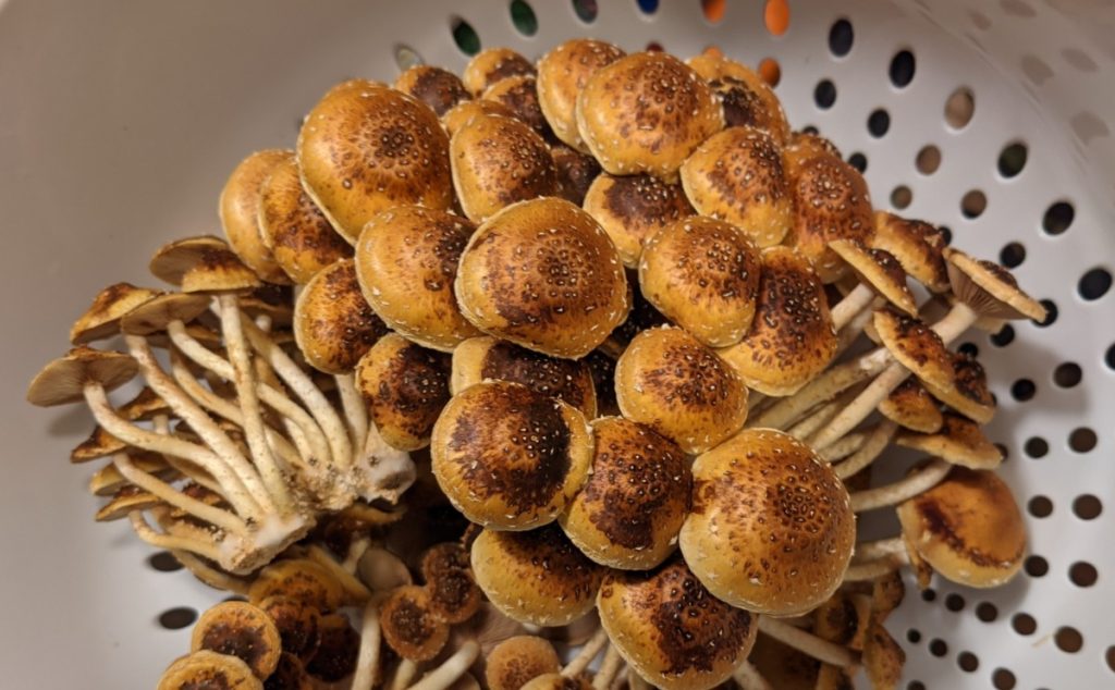 Clusters of chestnut mushrooms in a colander.