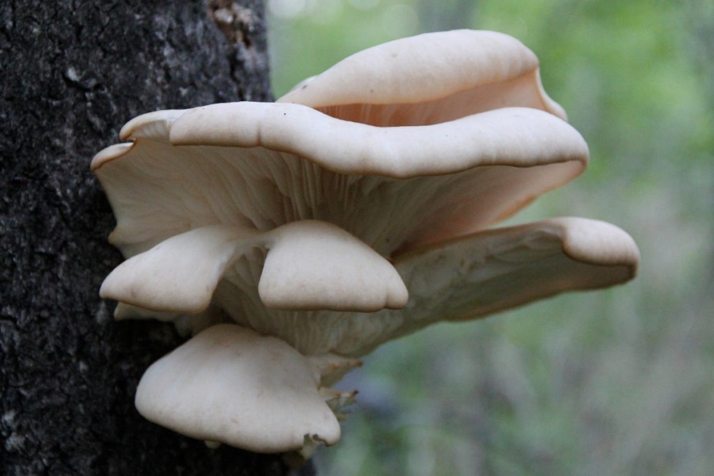 Aspen oyster mushrooms