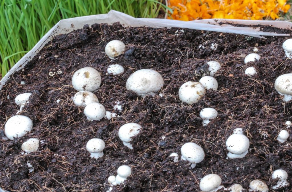 Button mushrooms growing in a bag of compost.