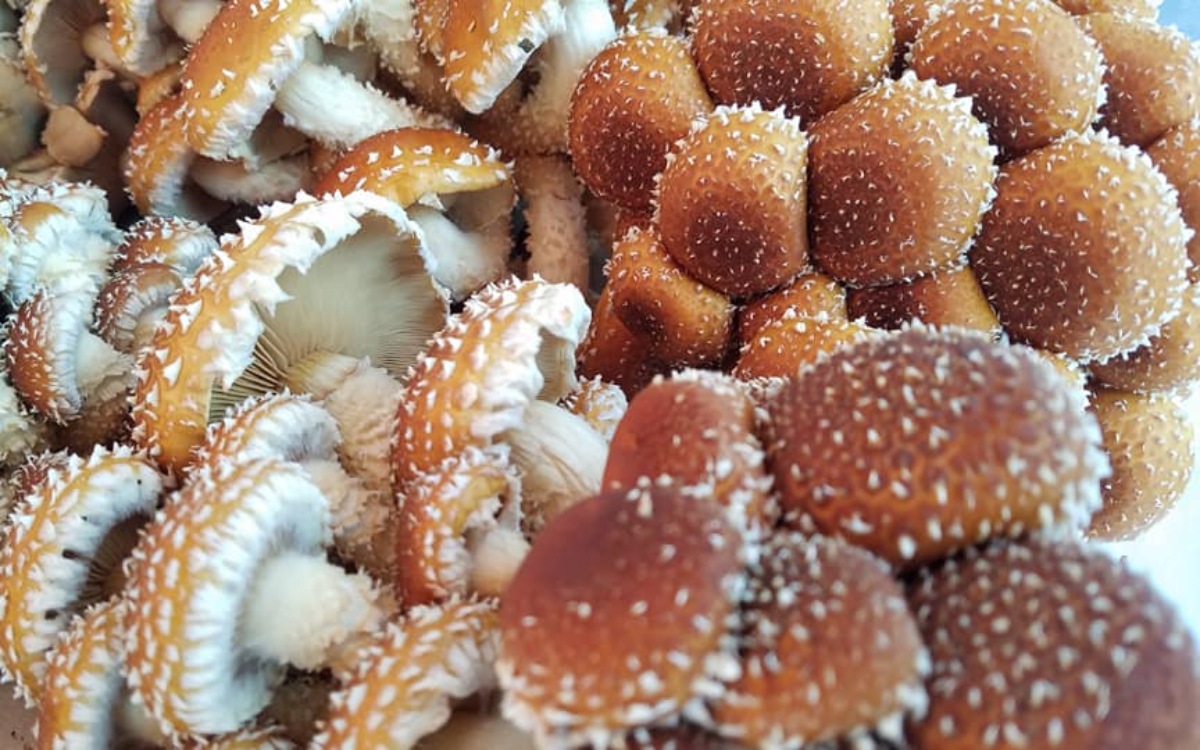 Guide To Chestnut Mushrooms Pholiota Adiposa How To Grow Cook Them chestnut-mushrooms-raw-whole-chestnut-mushrooms-on-a-plate