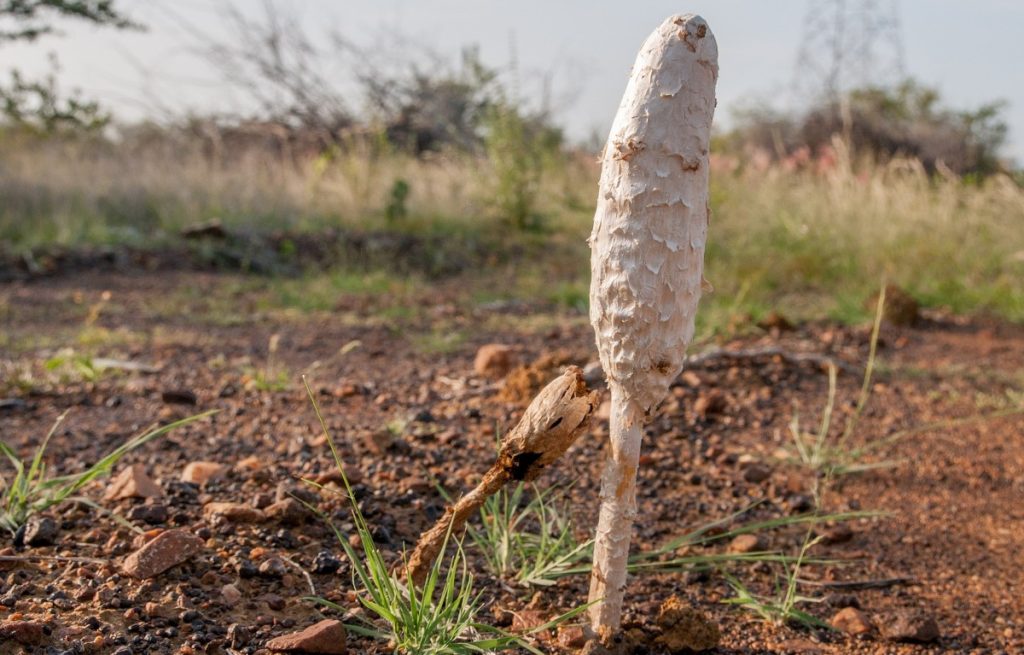 A desert shaggy mane mushroom that's a relative of puffballs