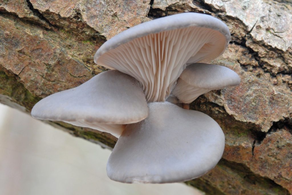 Florida oyster mushrooms