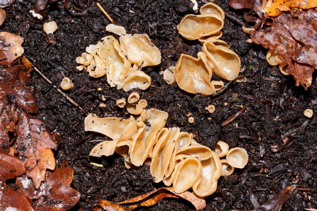 Bleach Cup, Disciotis venosa is a fungus found in garden compost in early spring