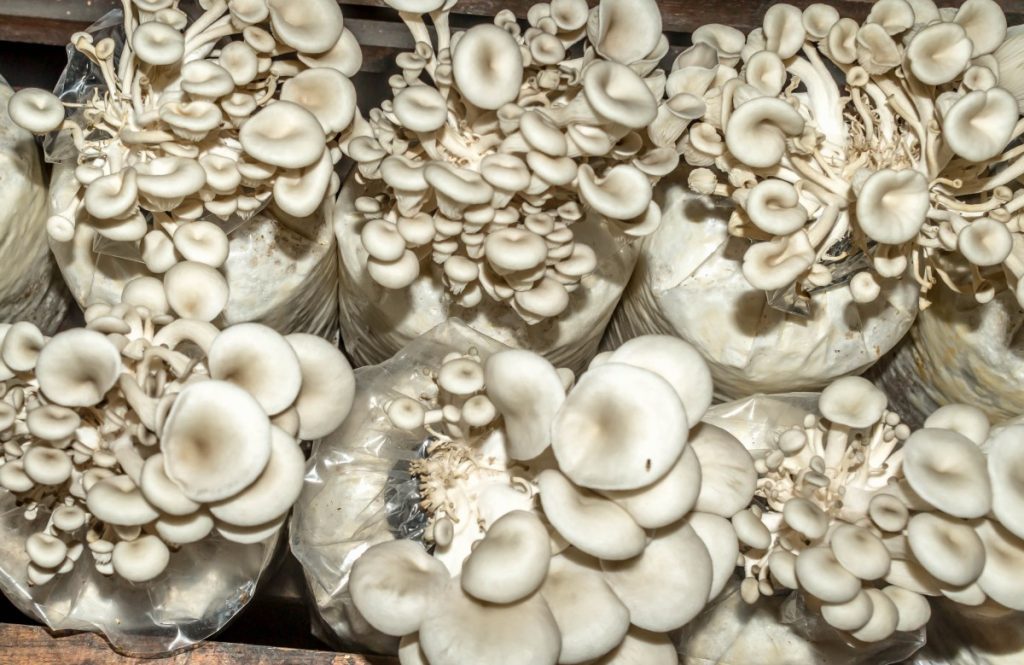 Oyster mushroom production