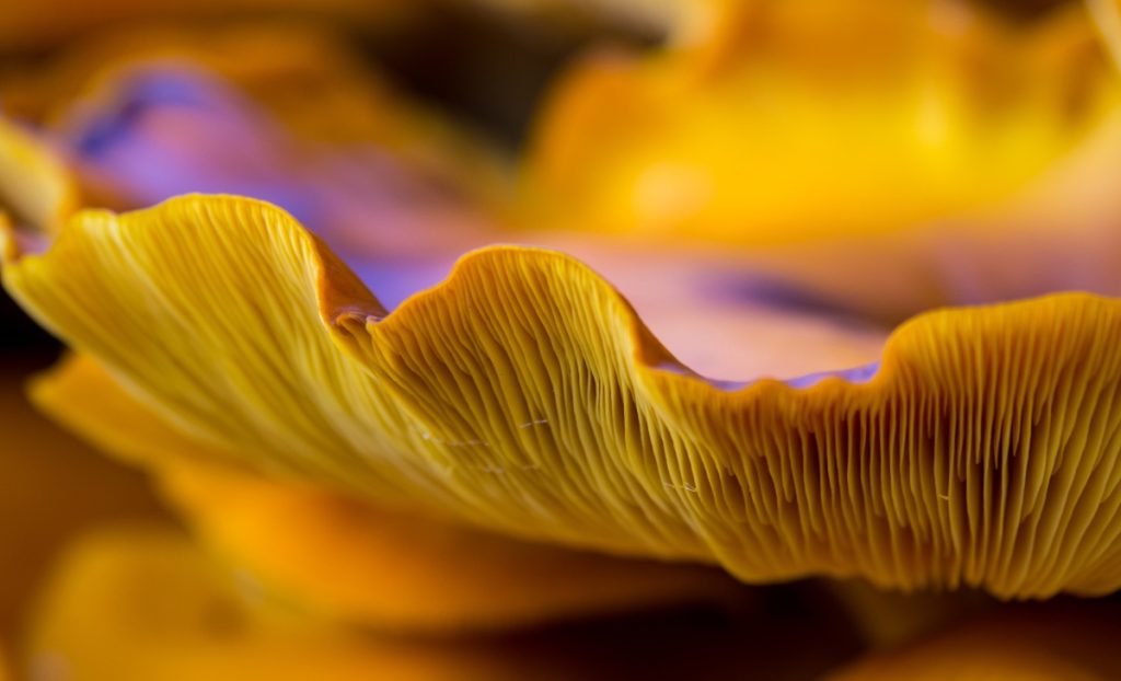 A close up view of a jack-o lantern mushroom