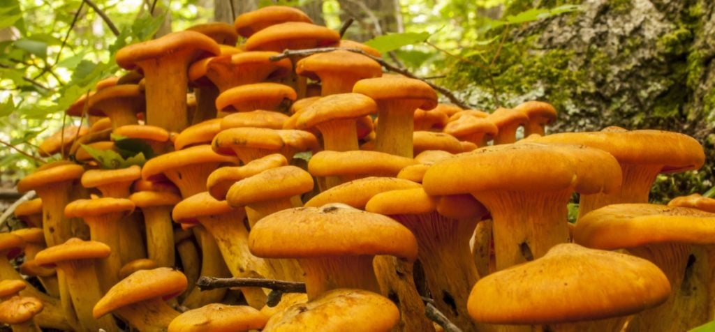 jack o lantern mushroom glow