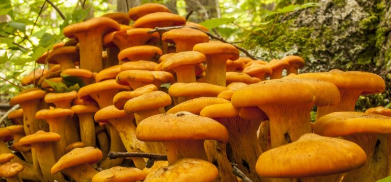 Jack-o lantern mushrooms growing in a forest