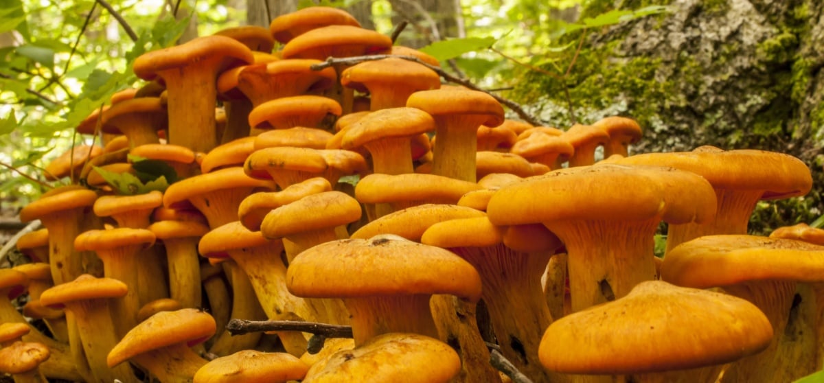 jack o lantern mushroom vs chanterelle