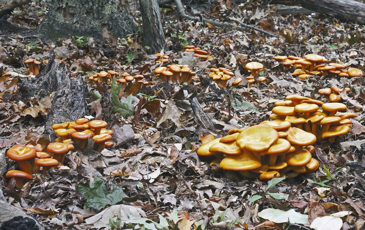 The Complete Guide to Jack-O Lantern Mushrooms | GroCycle