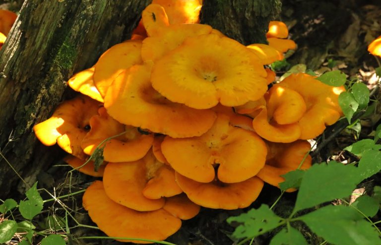 The Complete Guide to Jack-O Lantern Mushrooms | GroCycle