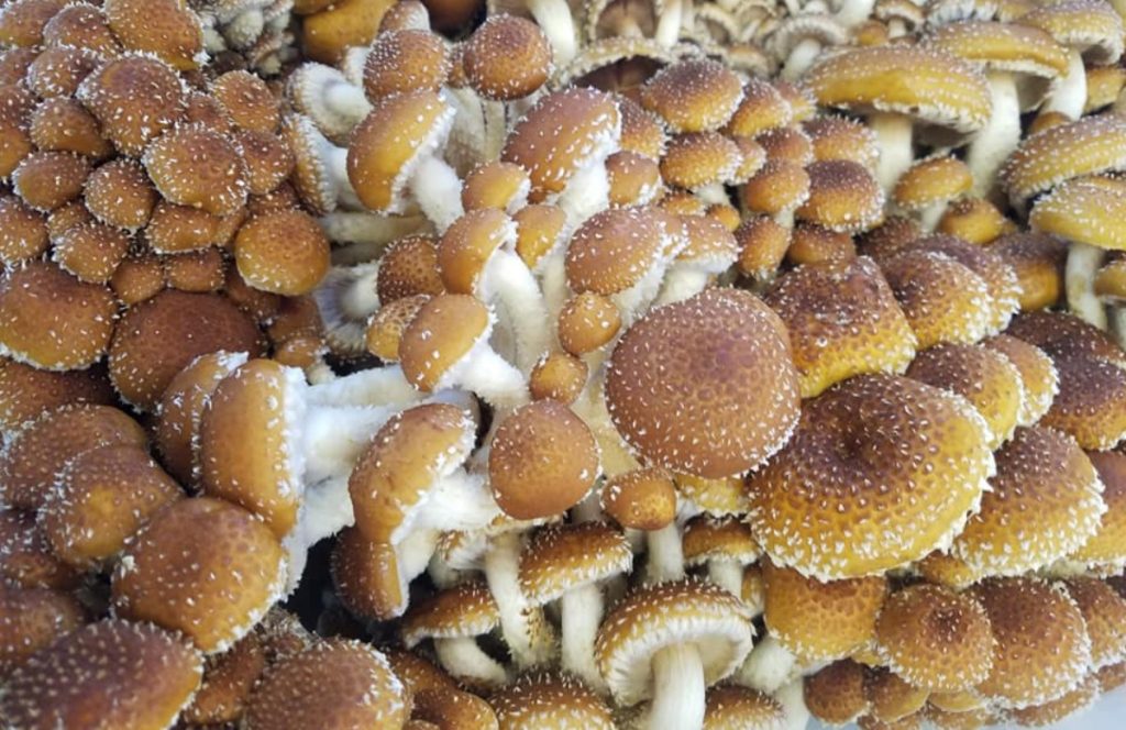 Clusters of chestnut mushrooms after harvest.