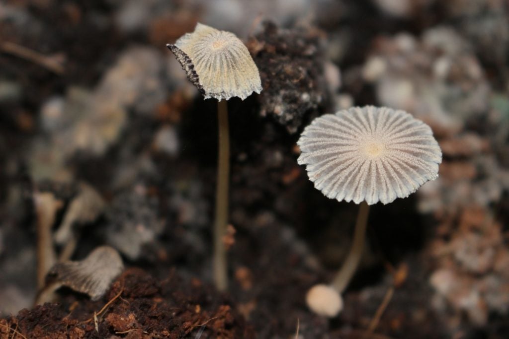 mushrooms growing in garden soil - Lieselotte Grogan