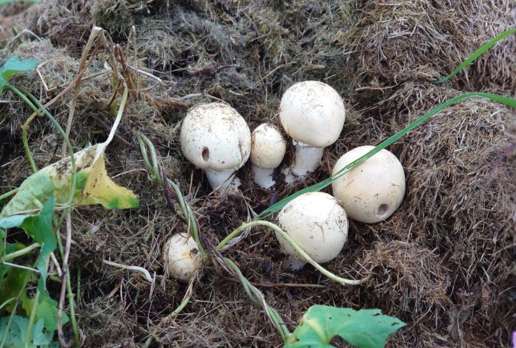 A group of wild mushrooms growing on a compost heap.