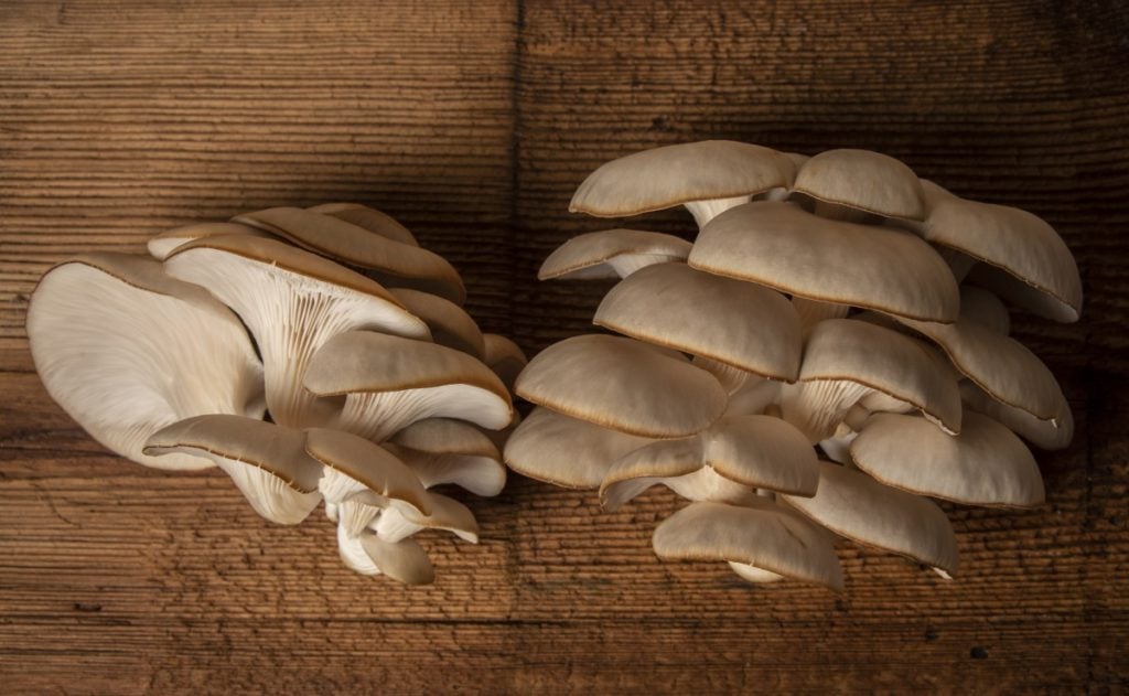 Pearl oyster mushrooms