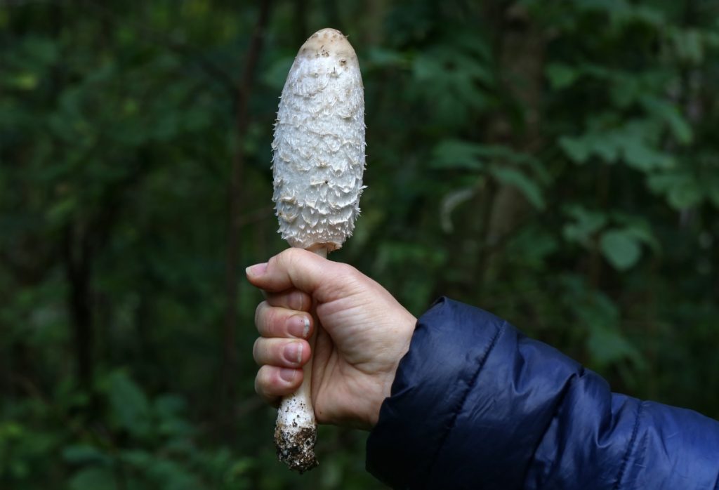 A person holding a shaggy mane mushrooms to show how large they can get.