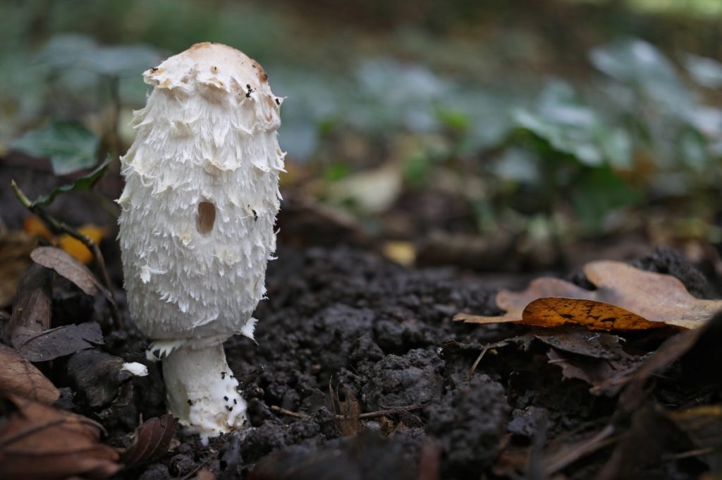 Shaggy ink cap mushroom growing in compost