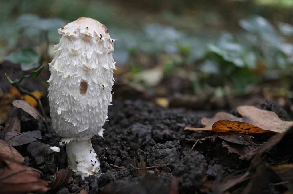 A shaggy mane mushroom growing in compost