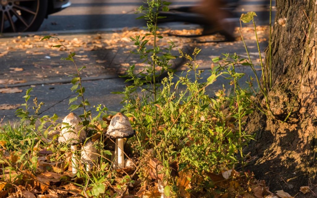 Shaggy mane mushrooms growing next to a busy road
