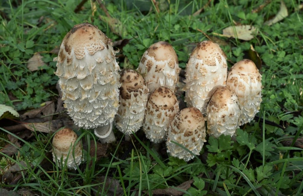 A close up of the distinctive scales on shaggy mane mushrooms caps