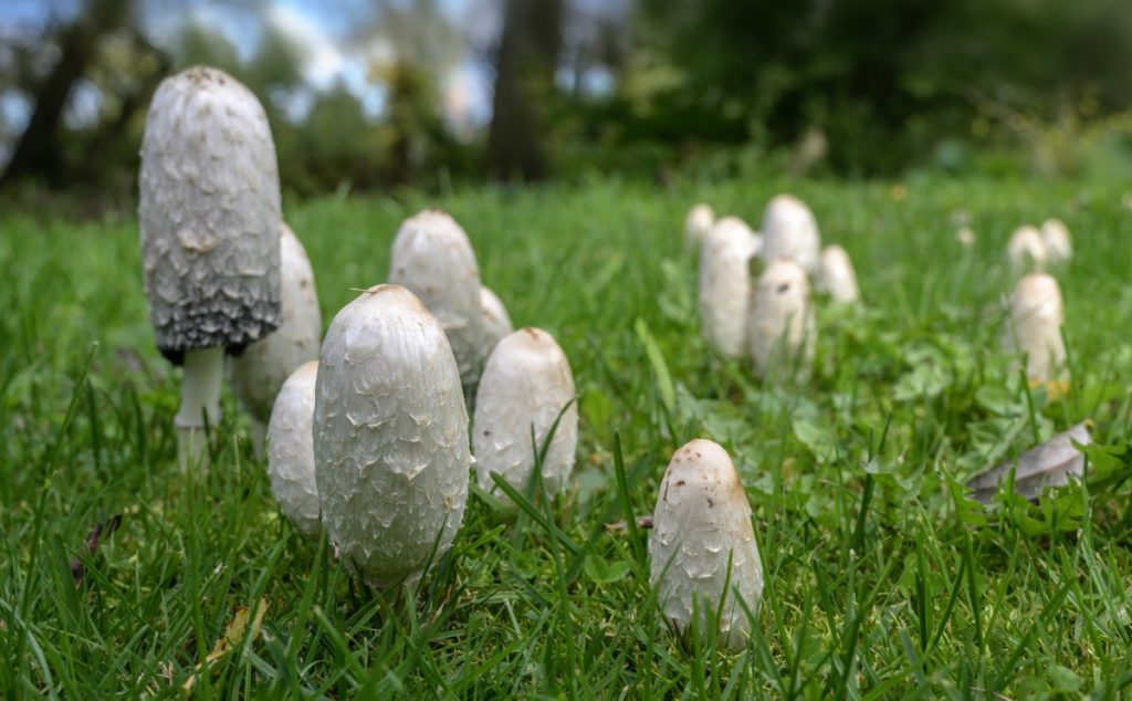 Shaggy mane mushrooms growing in a lawn