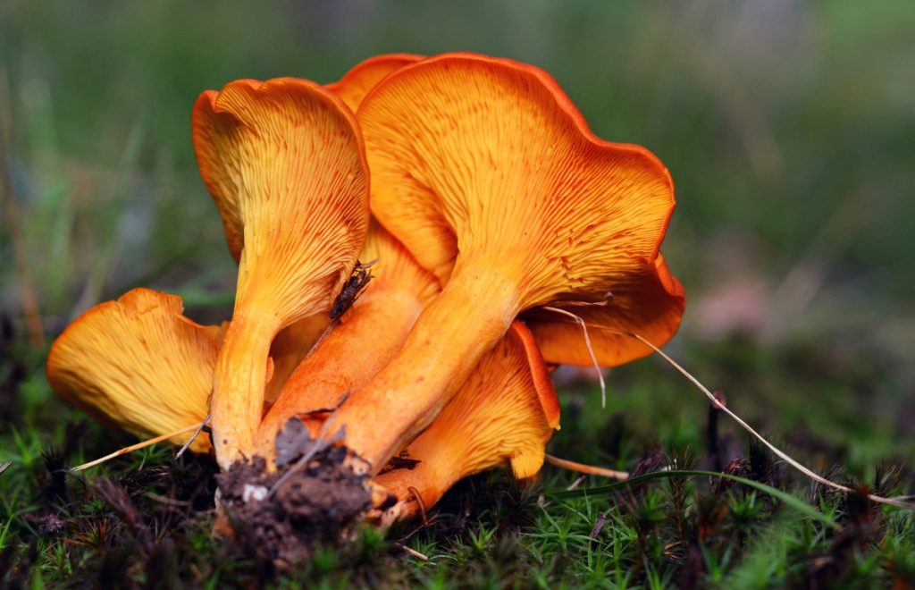 Underside of a jack-o-lantern mushroom.