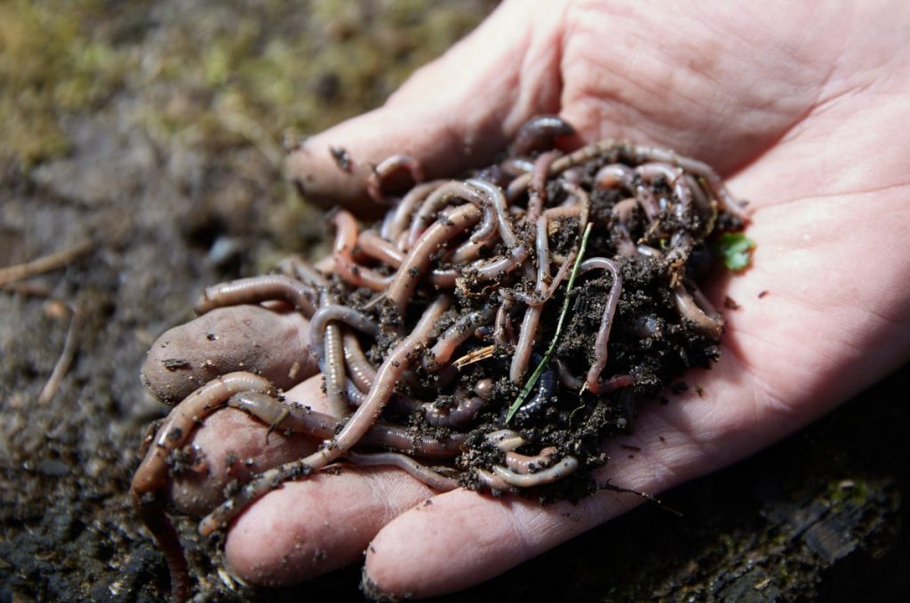 Worms for vermicomposting
