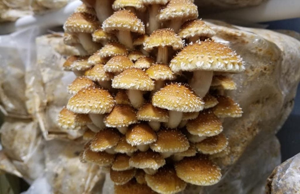 Chestnut mushrooms growing indoors in a bag of substrate.