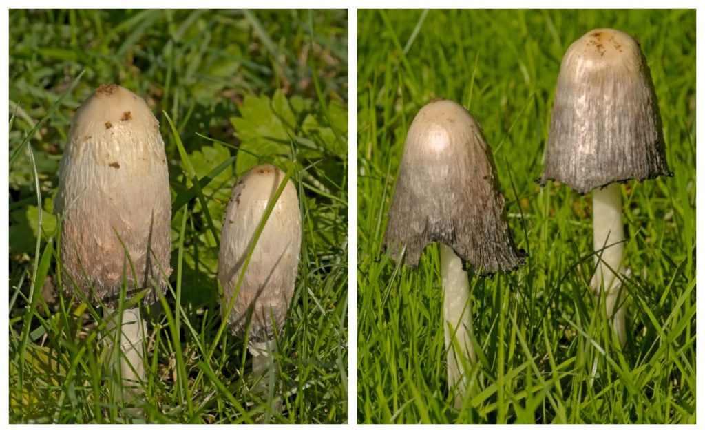 Common Ink Cap Mushrooms