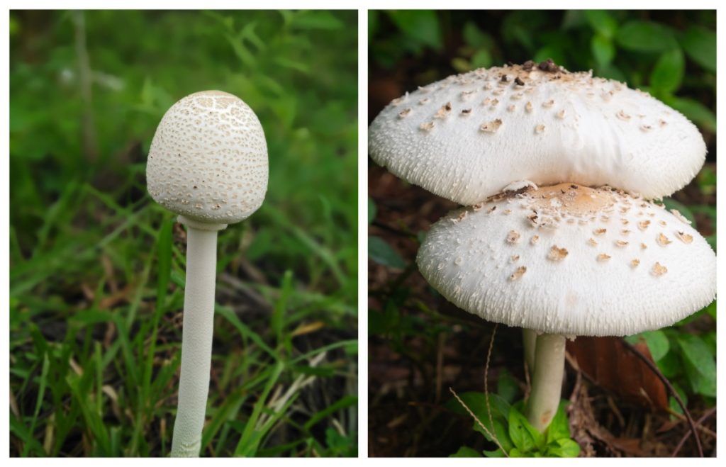 Green-spored lepiota mushrooms