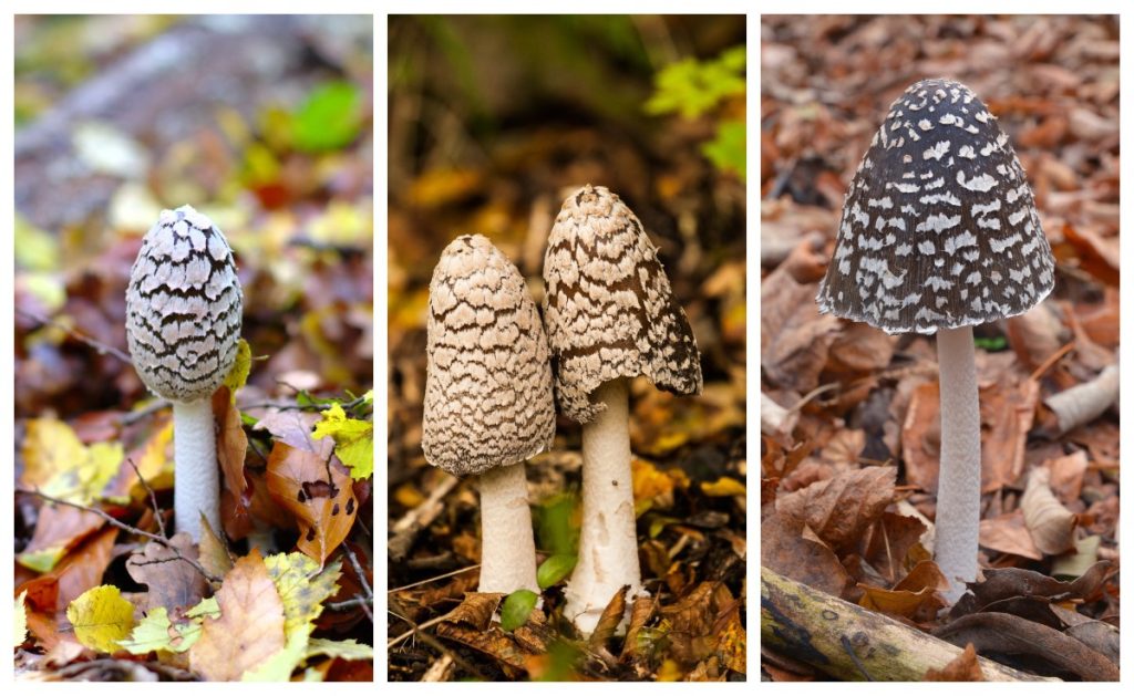 Magpie fungus or magpie inkcap mushrooms