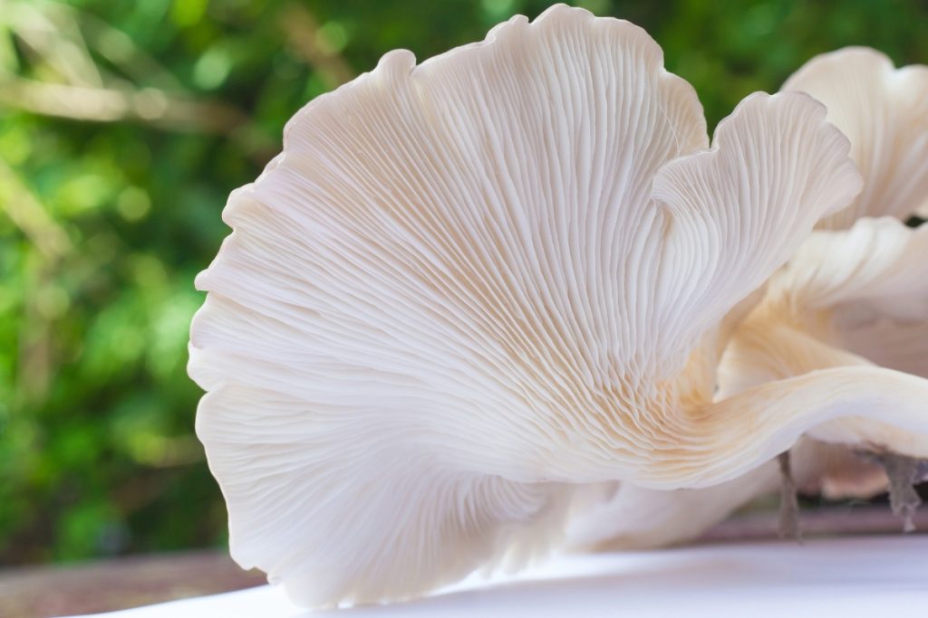 Underneath a phoenix oyster mushroom cap showing their gills that run down the stem