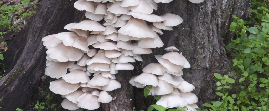 20 WHITE PEARL OYSTER Pleurotus ostreatus Mushroom Plugs Dowels Spawn Mycelium