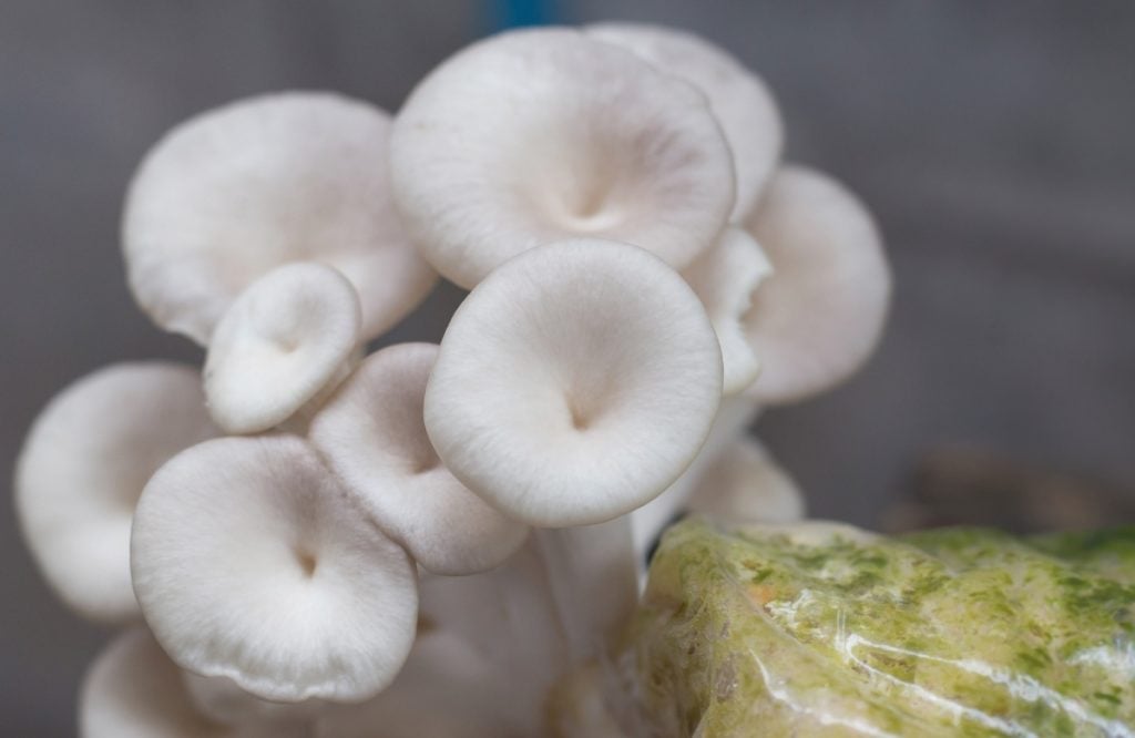 Phoenix oyster mushrooms growing in a bag of substrate