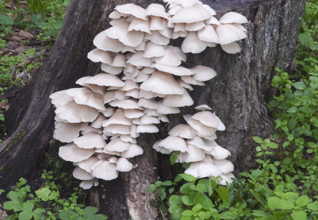 Wild phoenix oyster mushrooms growing on a tree stump