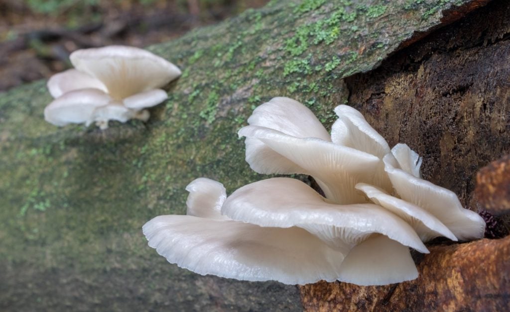 Phoenix oyster mushrooms growing outdoors on inoculated logs.